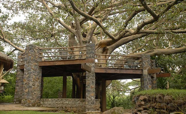 The Tree Bar